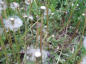 Dandelion for the Brine